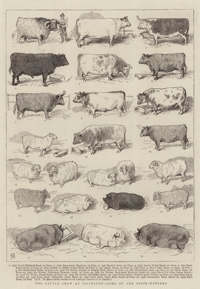 イズリントンでの牛ショー、受賞者の一部 作： Alfred Chantrey Corbould